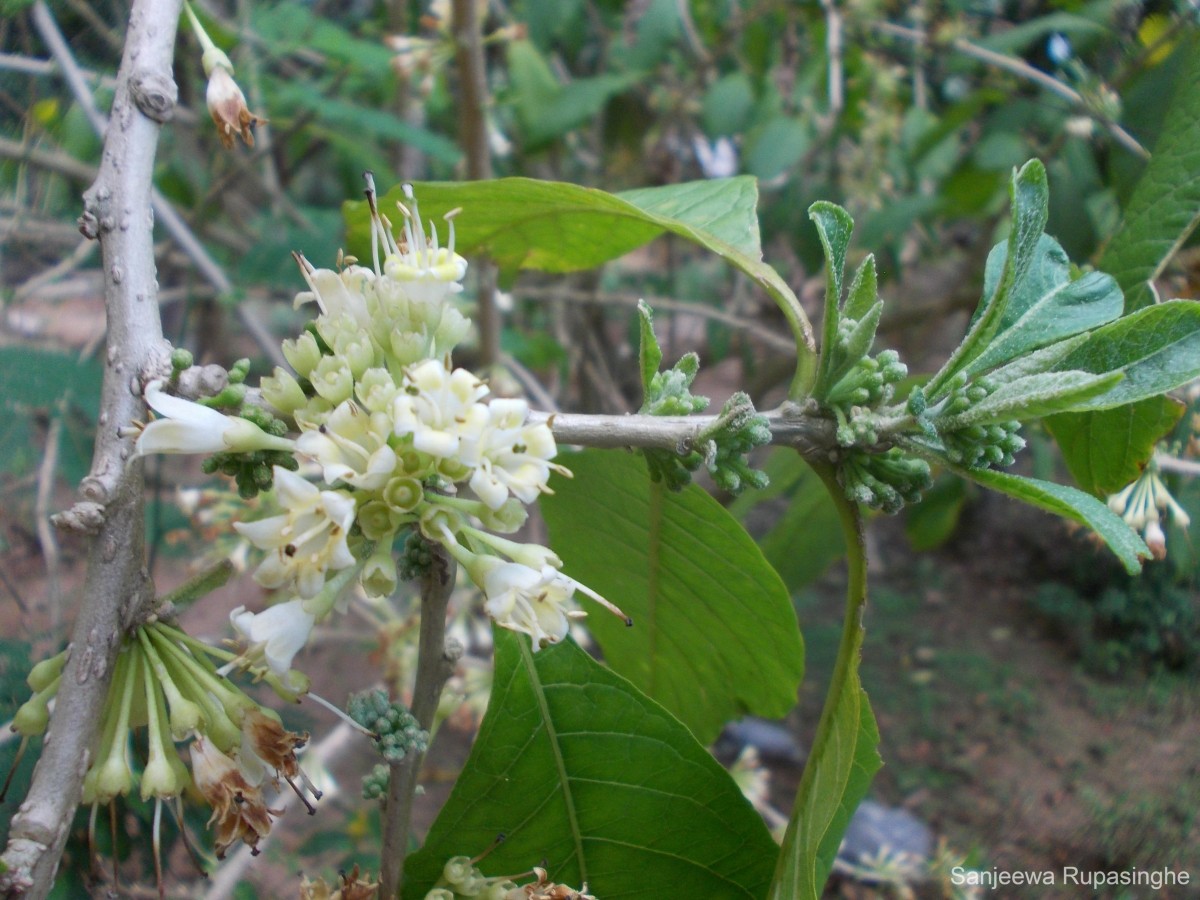 Iochroma arborescens (L.) J.M.H.Shaw